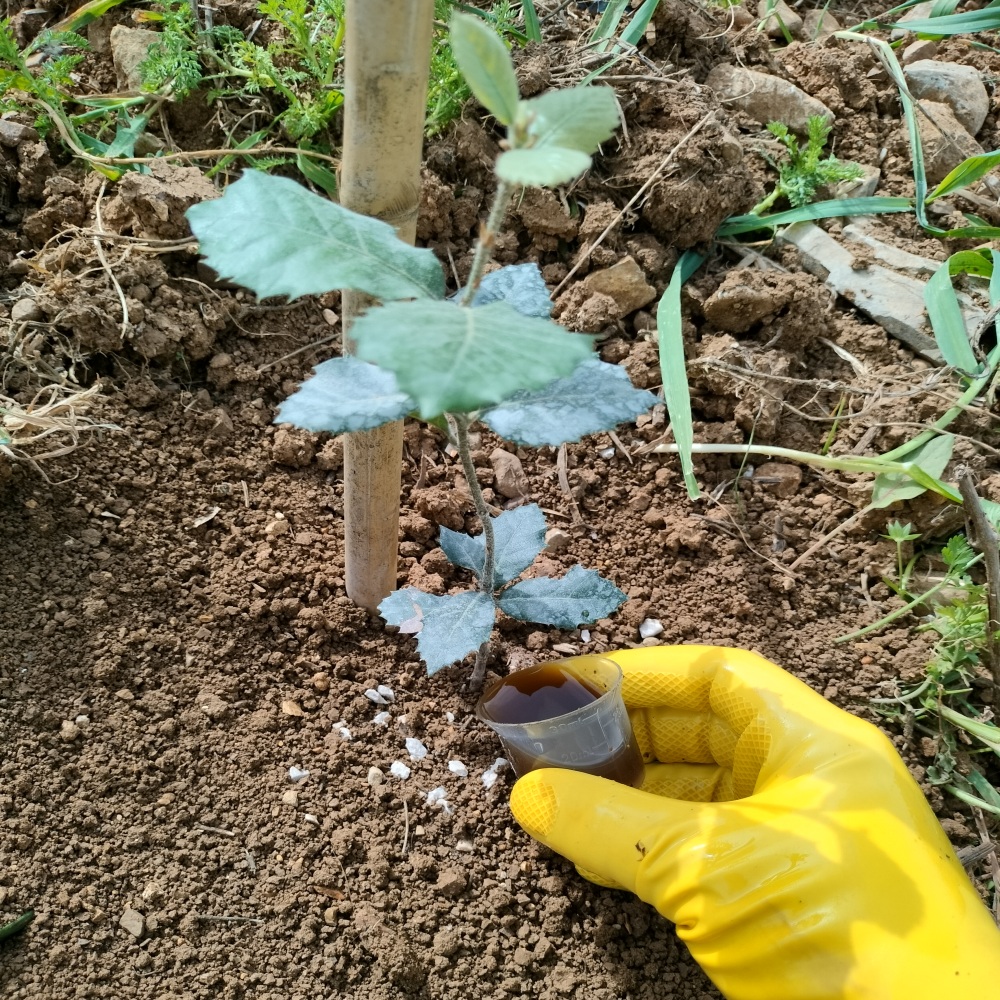 TARTUFAIA vALLE lIBERA aGRICOLTURA bIOLOGICA