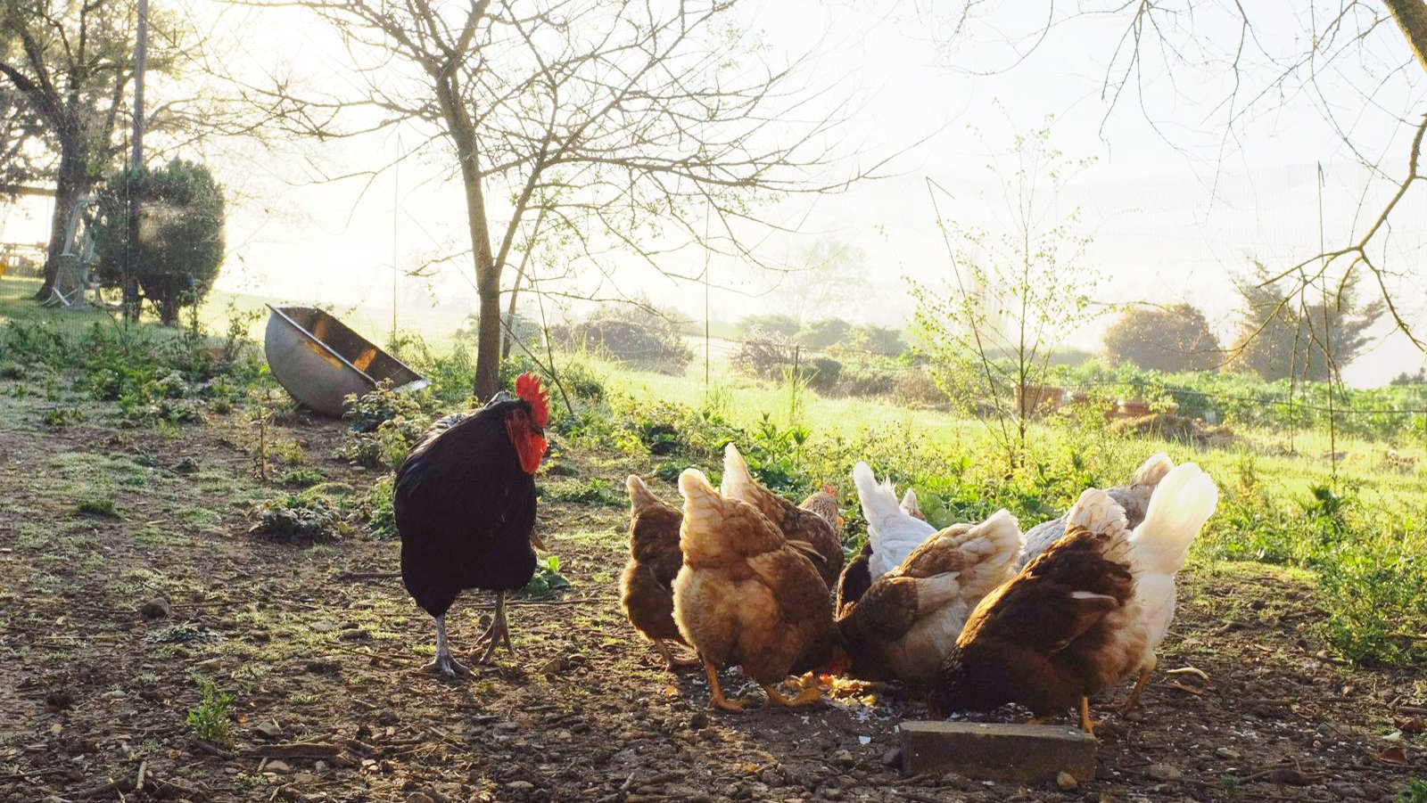 le galline della nostra agricoltura biologica