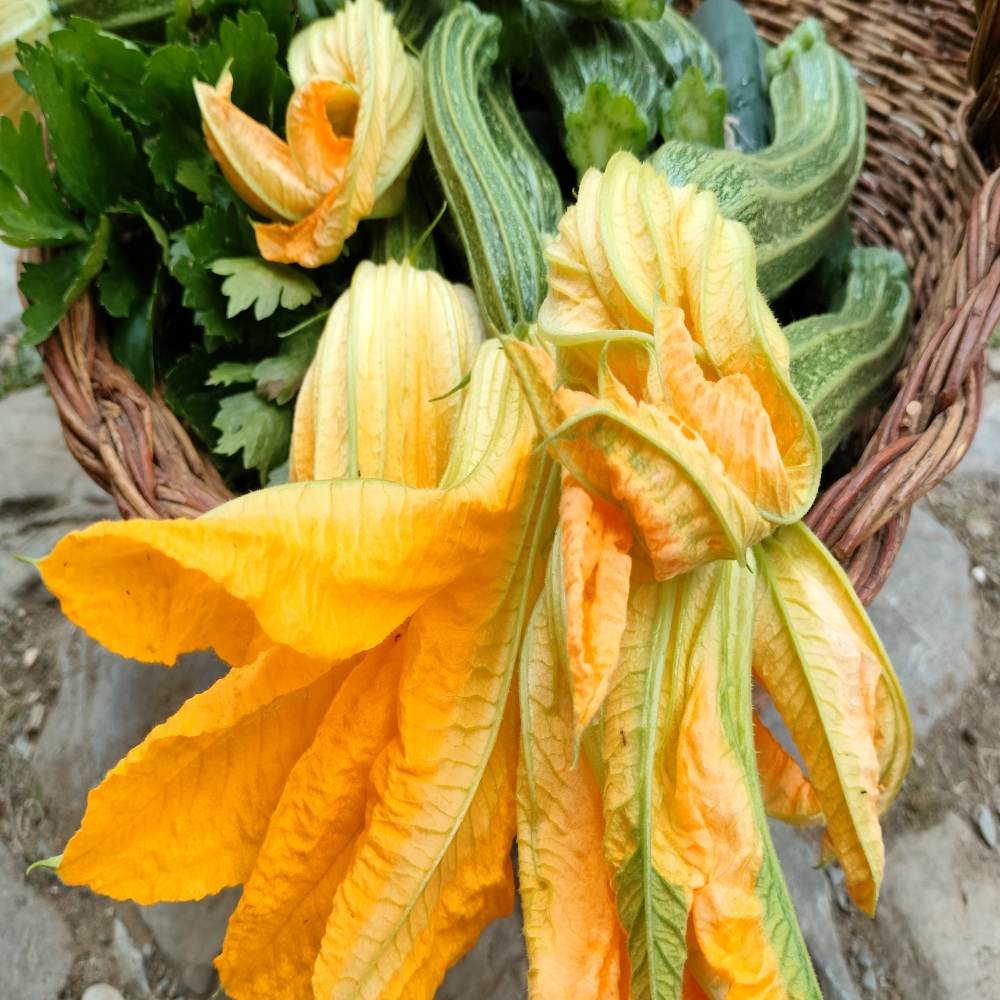 zucchini agricoltura biologica valle libera